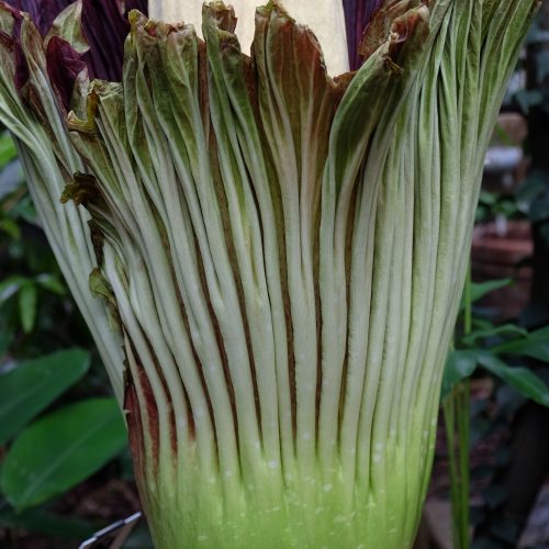 A short film about the flowering and pollination of Titus, the Titan Arum
