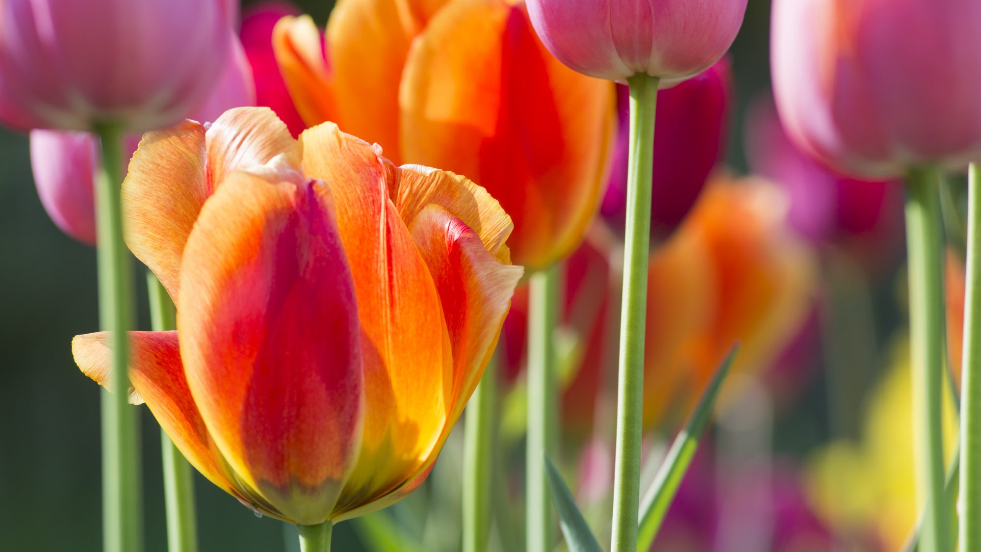 Pink and orange tulips.