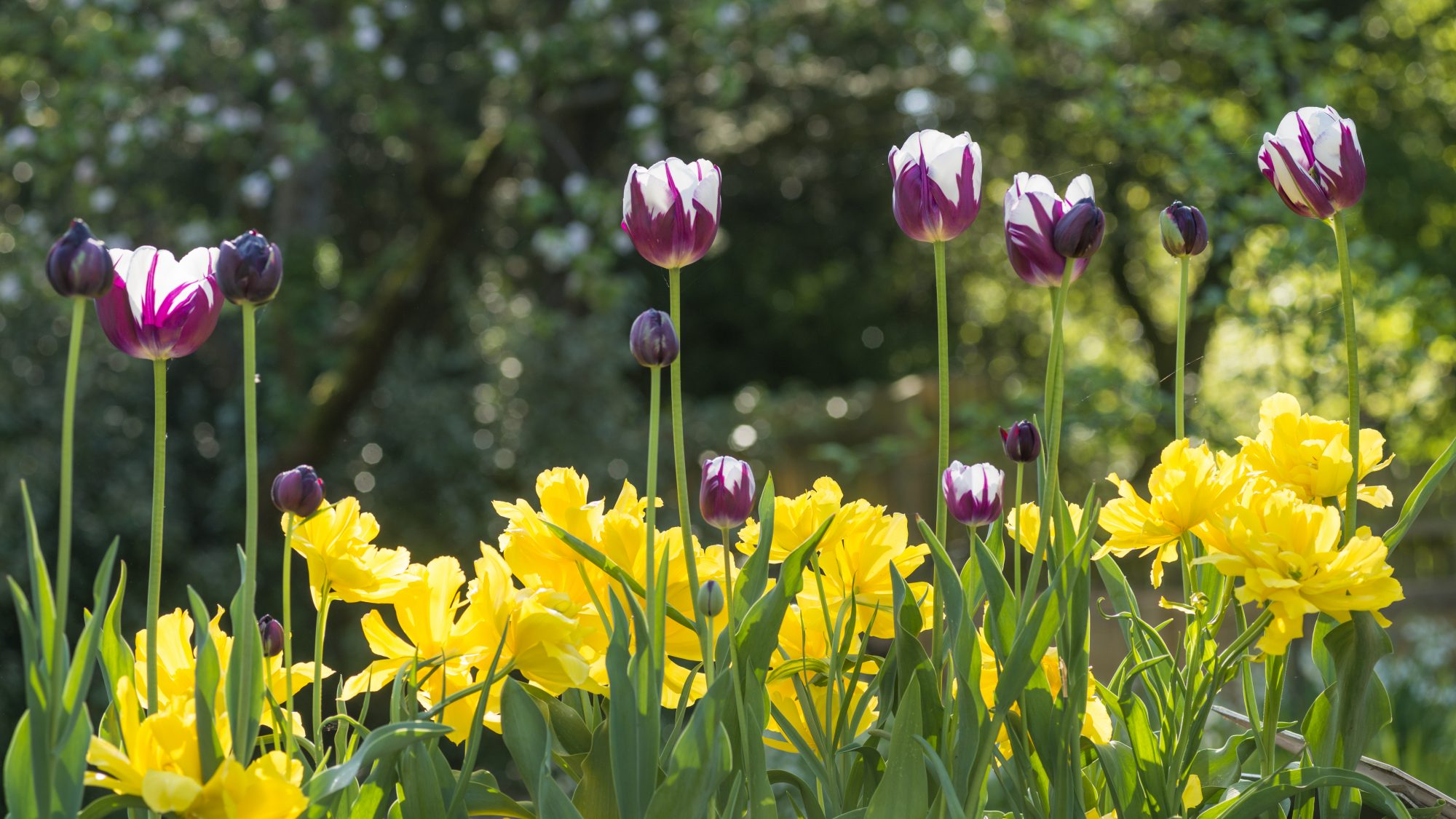 Purple tulips growing amongst yellow daffodils.