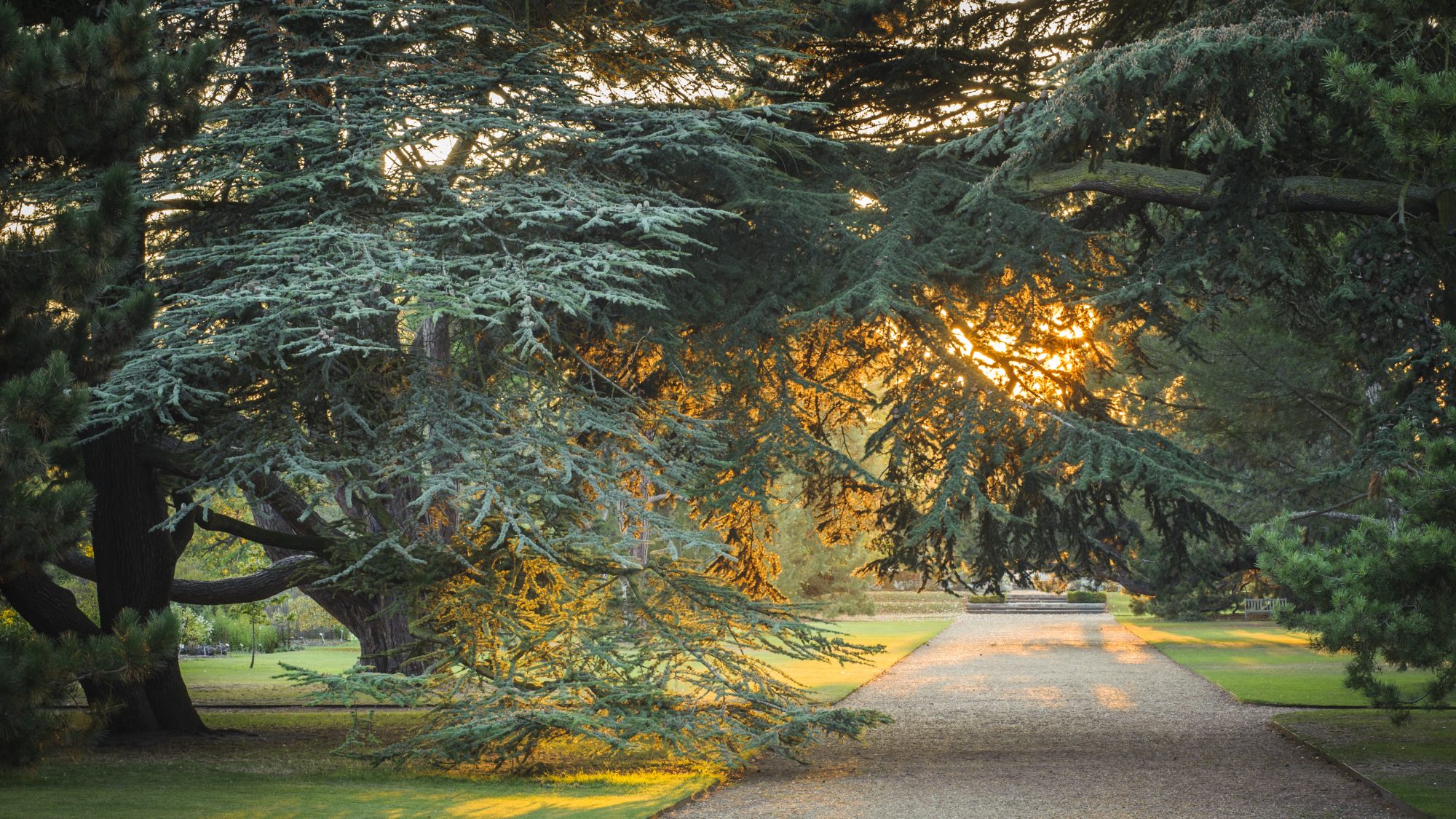 The Main Walk, lined by conifer trees.
