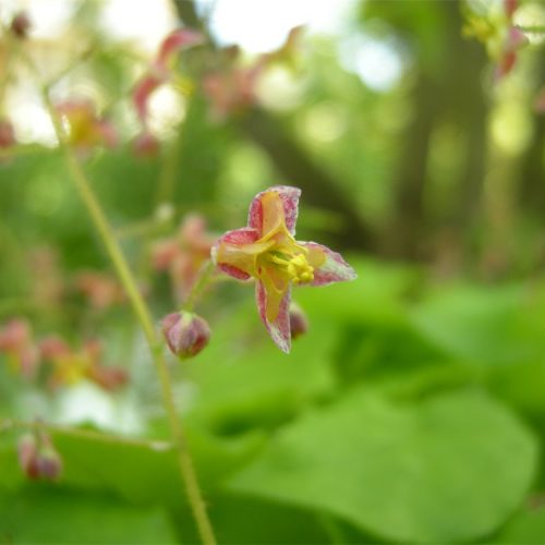 Epimedium x cantabrigiense