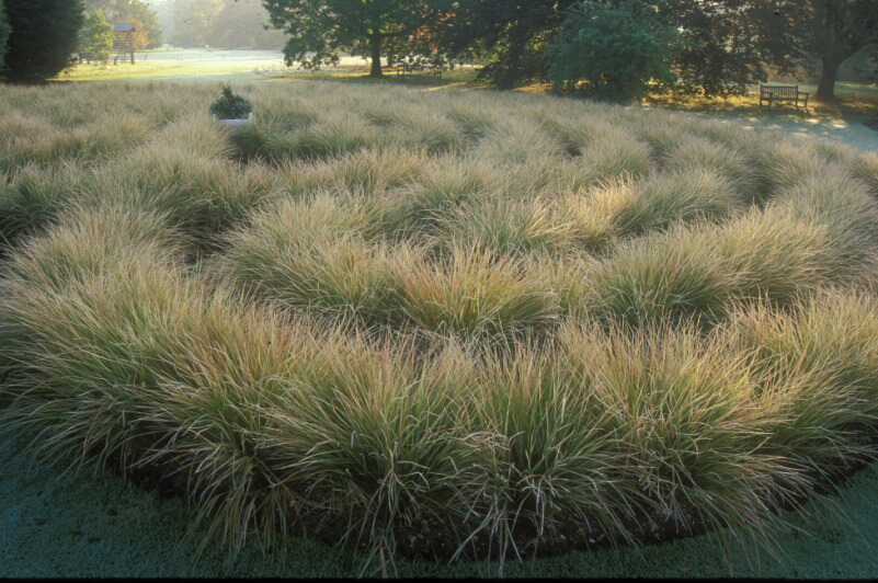 The grass maze Anemanthele lessoniana, inspired by a celtic design. 