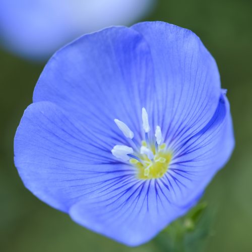 Tick-tock – plants can tell the time too…