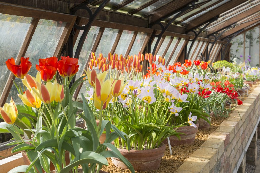 A row of tulips on a raised planter in the Alpine Glasshouse. 