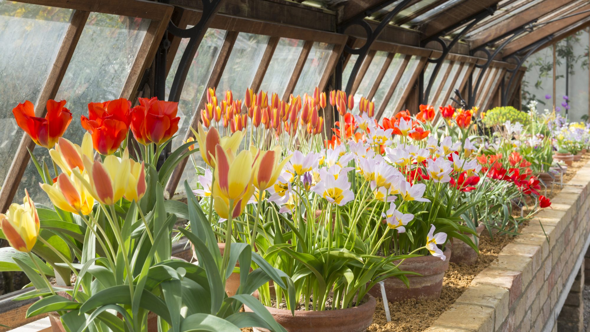 Alpine House Tulip Collection