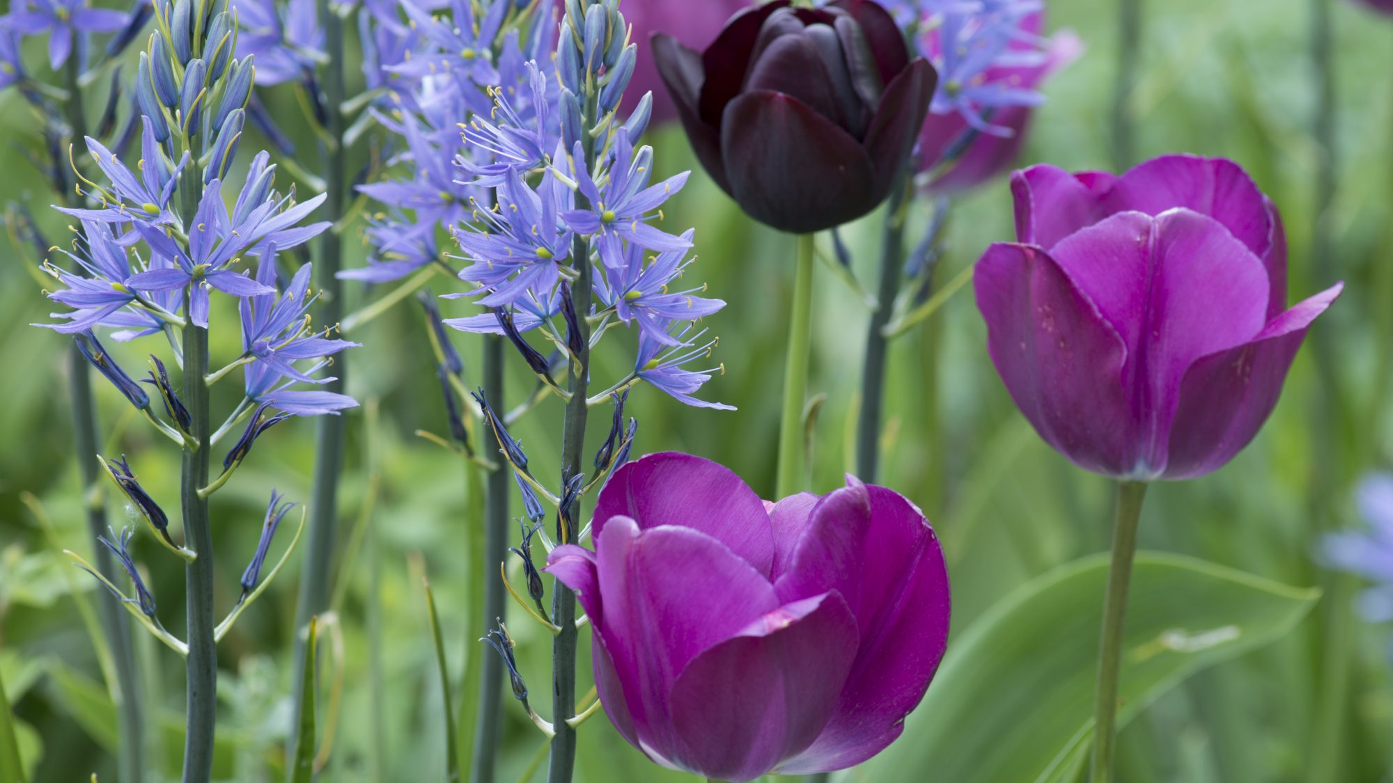 Camassia leichtlinii interplanted with tulips. 