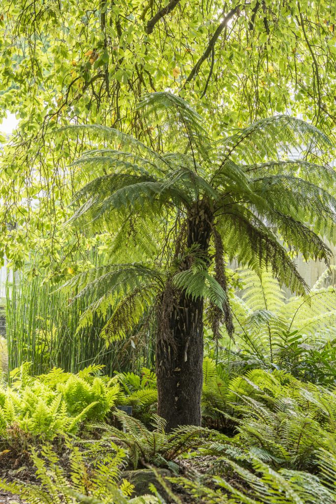 Dicksonia antarctica. In the Fern Courtyard.