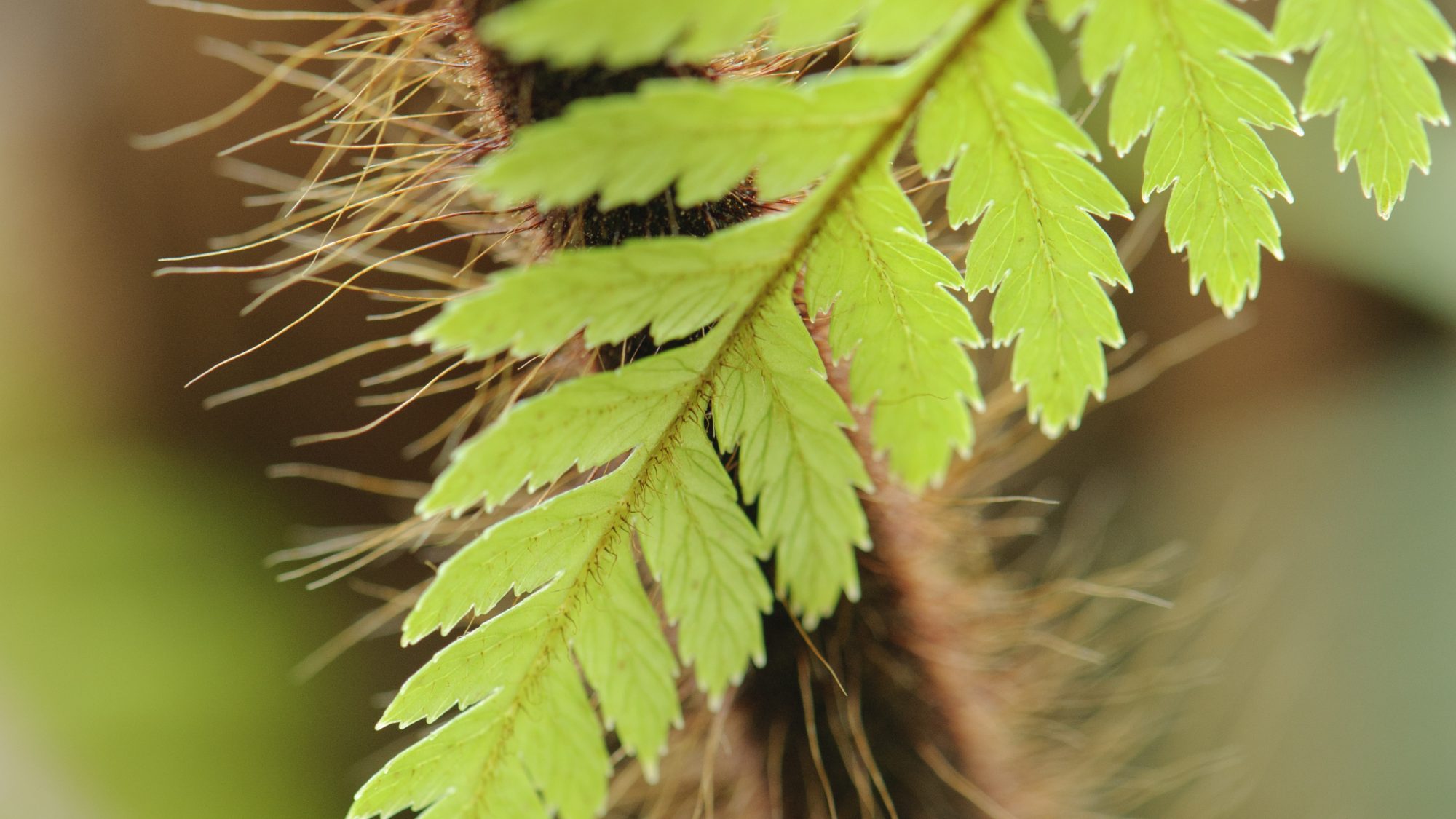 Green fern frond.