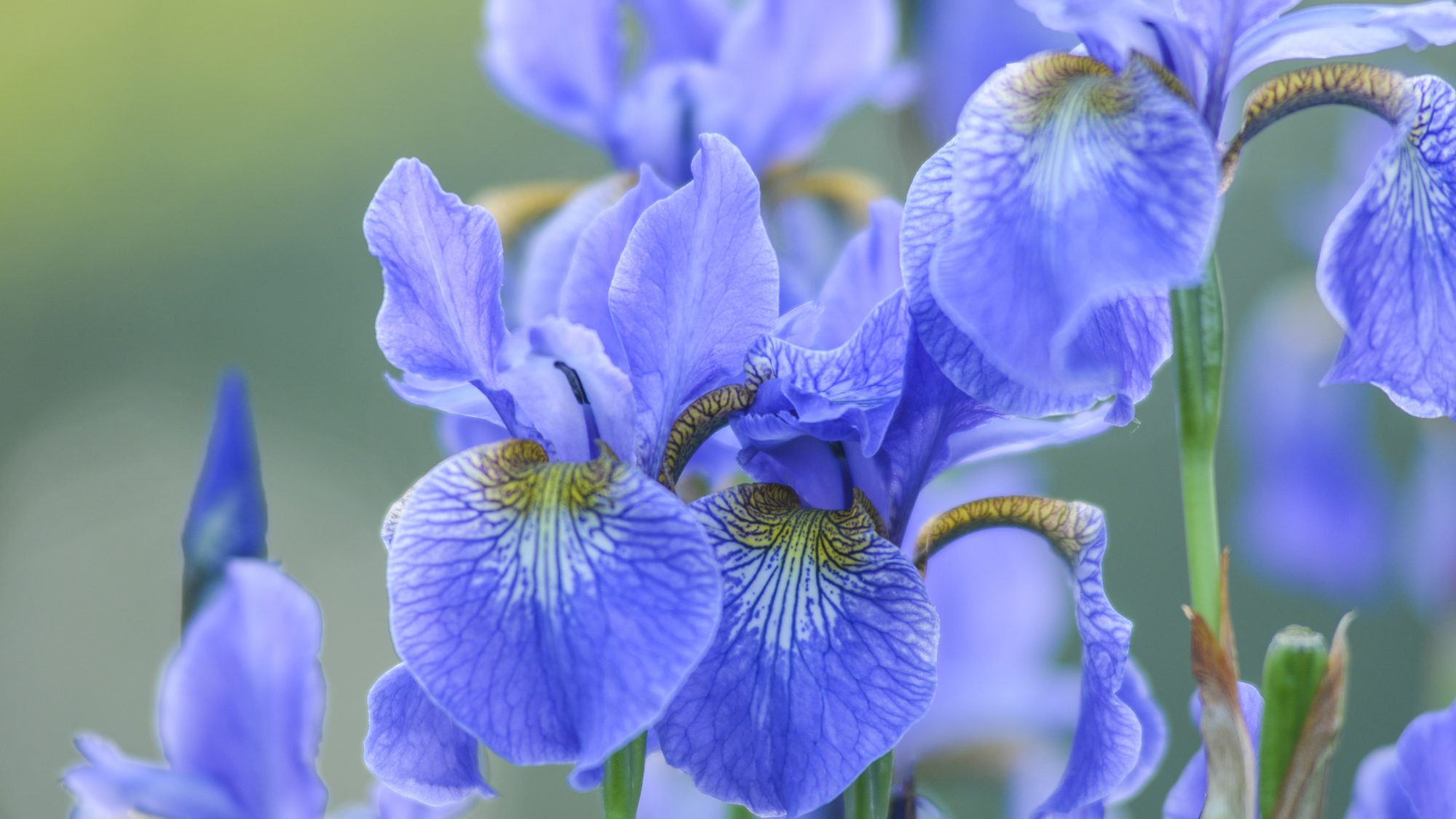 A close up of blue iris flowers with a blurred background.