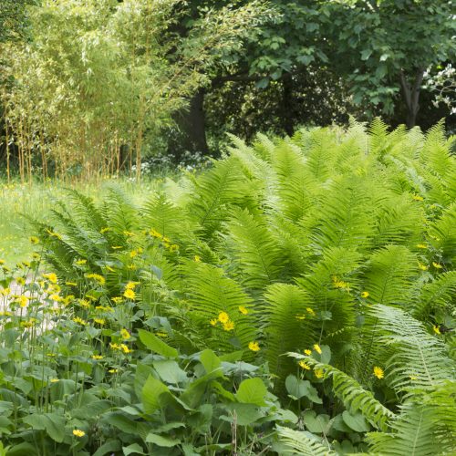 Botanic Garden’s Ferns on show at Chelsea