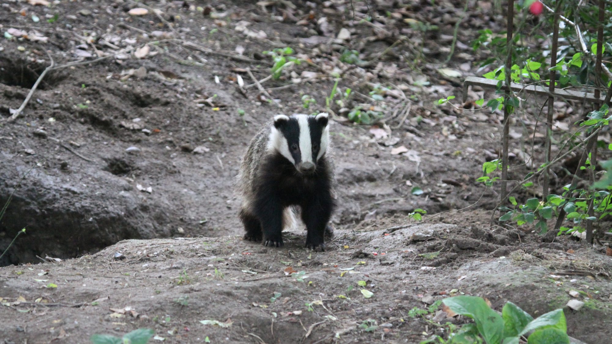 A badger in the botanic garden.