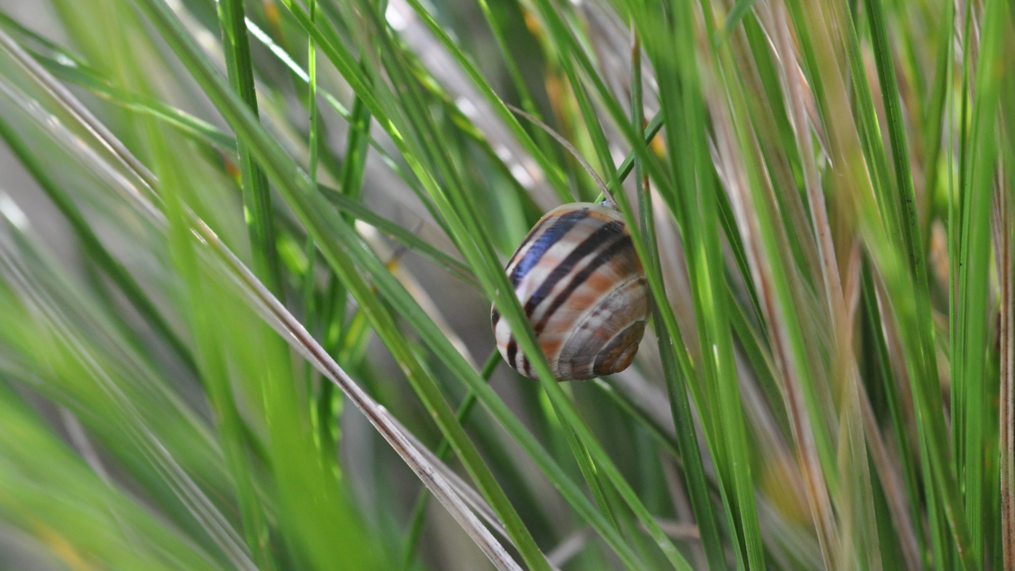 A snail on long grasses.