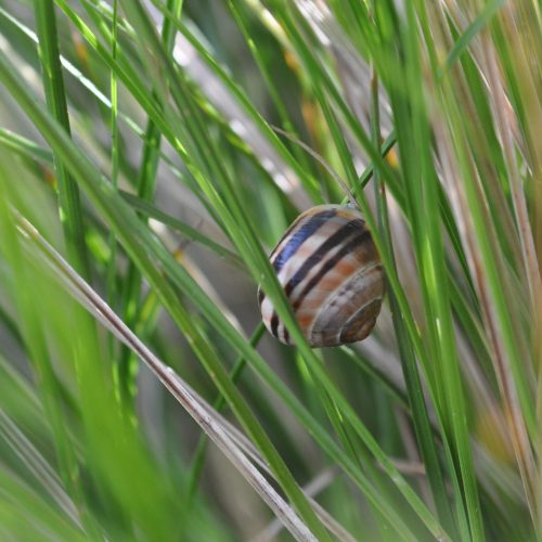 Bioblitz