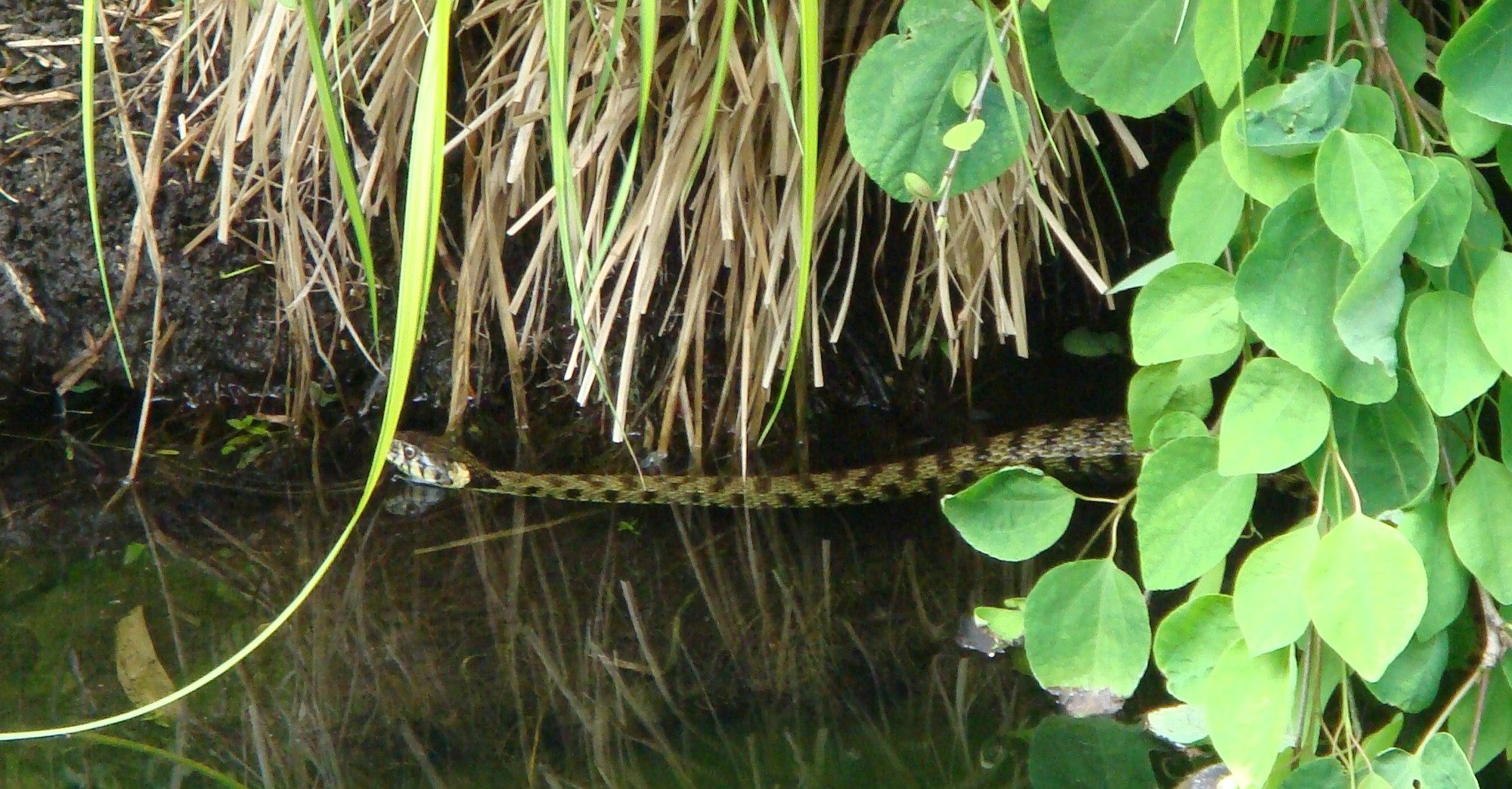 A grass snake in the lake.