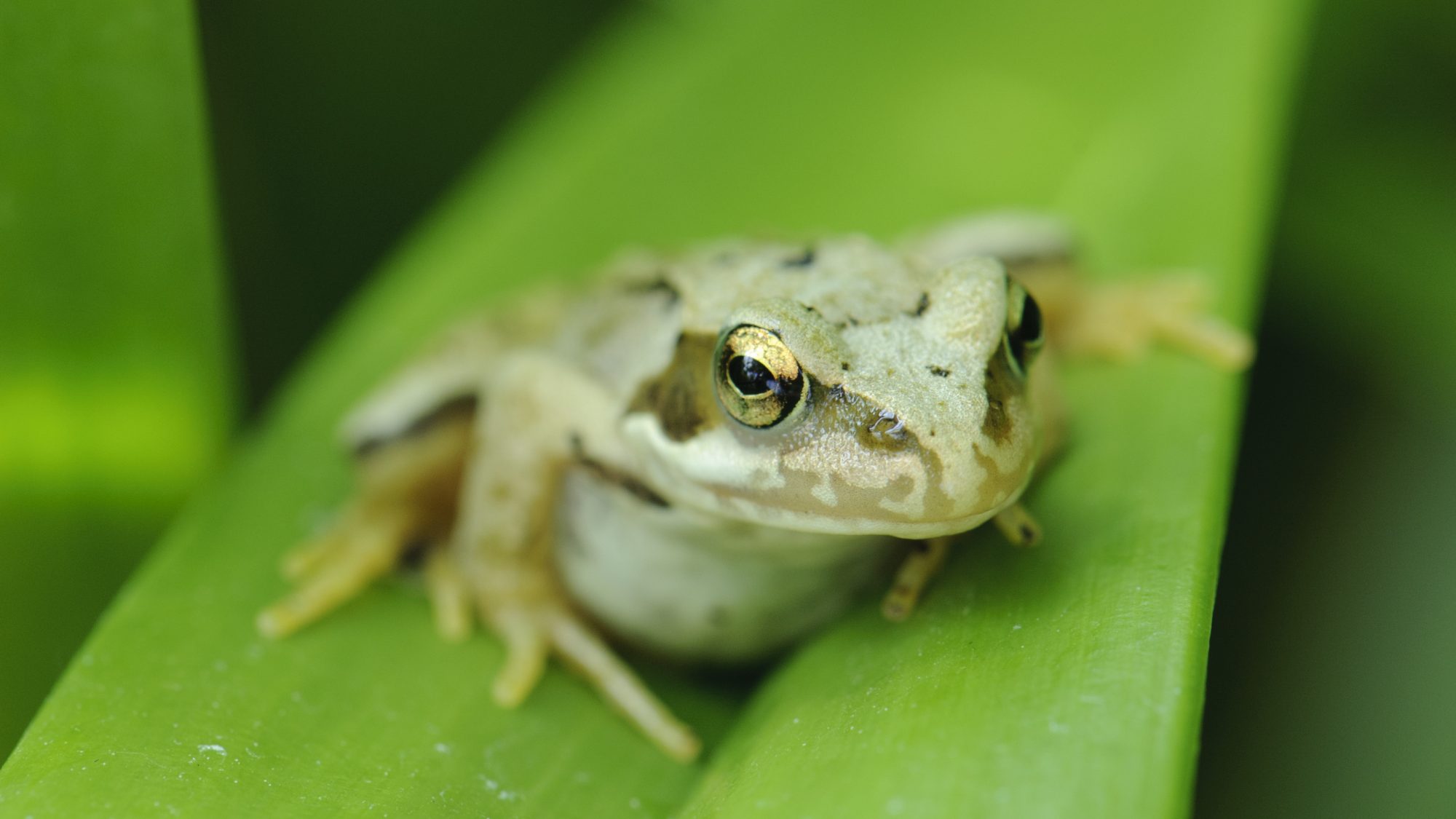 A frog sitting on a leaf.