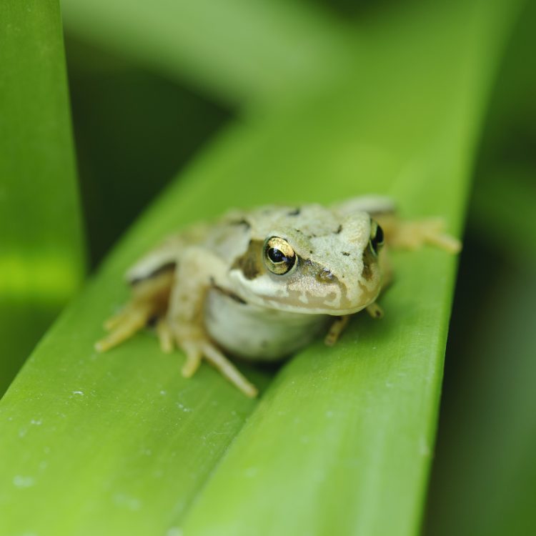 Wildlife