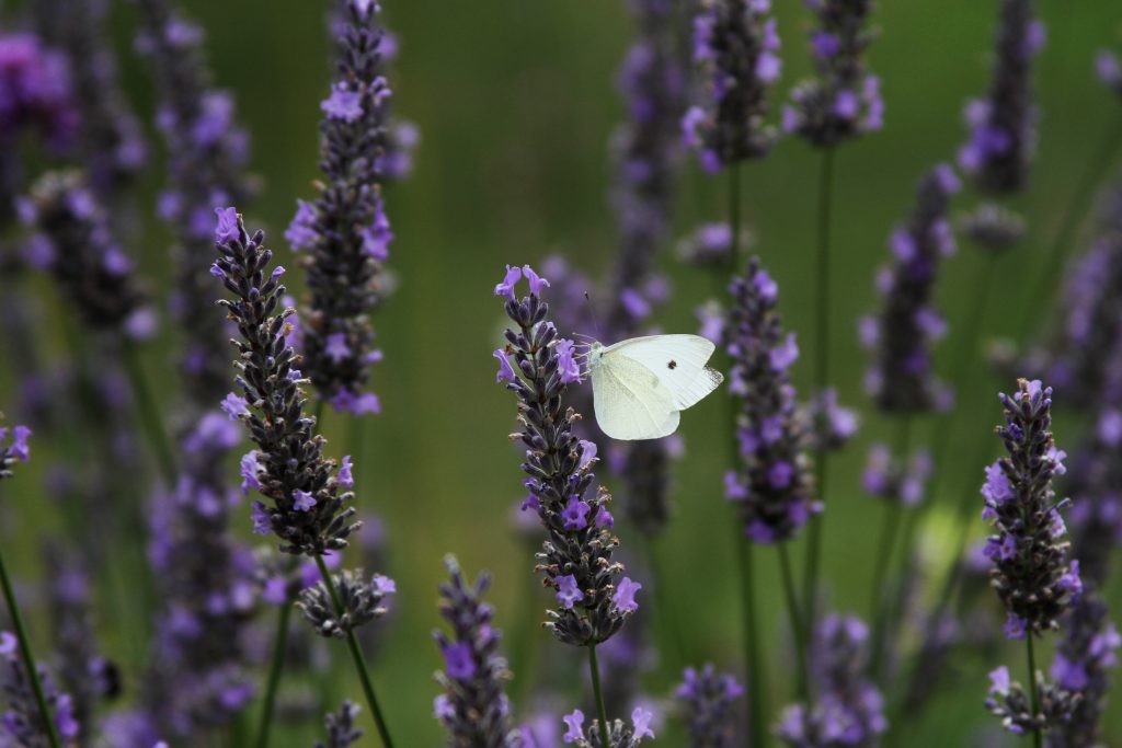 Butterfly on Lavender 
