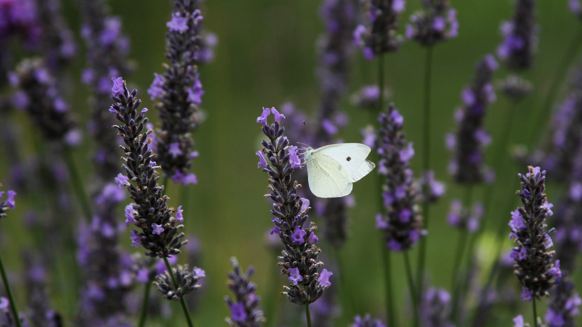 A white butterfly sitting on lavender