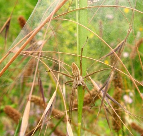 Invertebrates