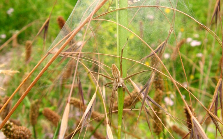 A large brown spider on the ecological mound.