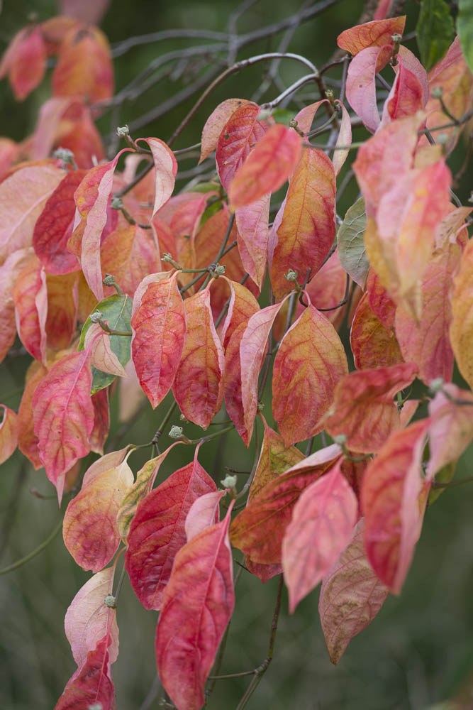 The red leaves of Cercidiphyllum japonicum in autumn.