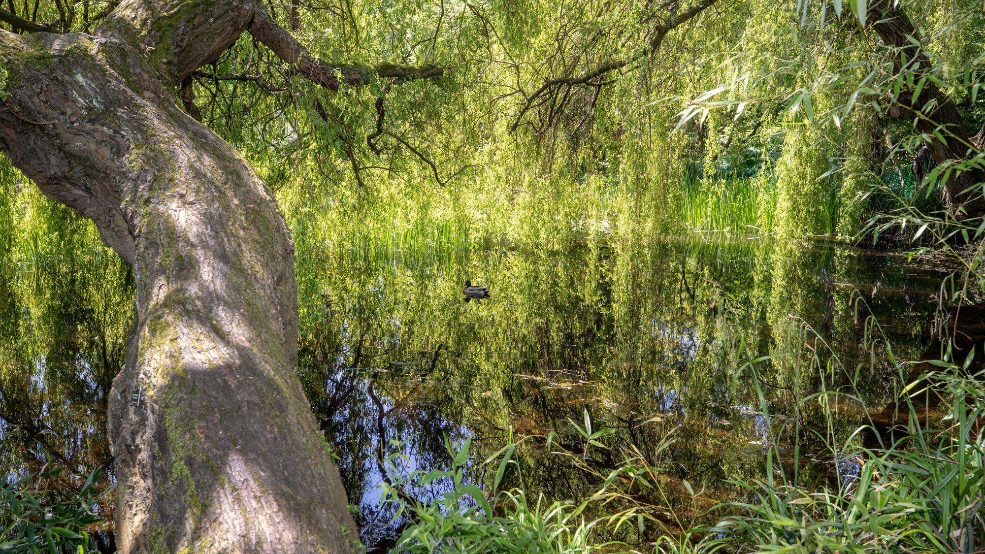 A large tree growing over a lake.
