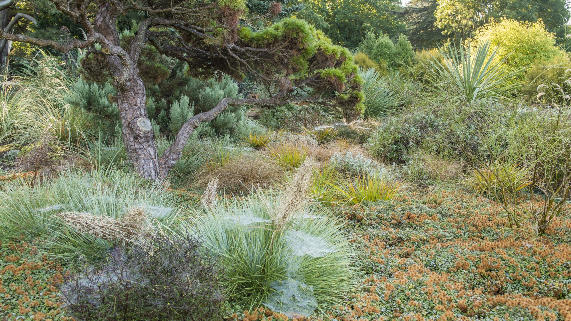 Small shrubs and orange plants grow in a garden.