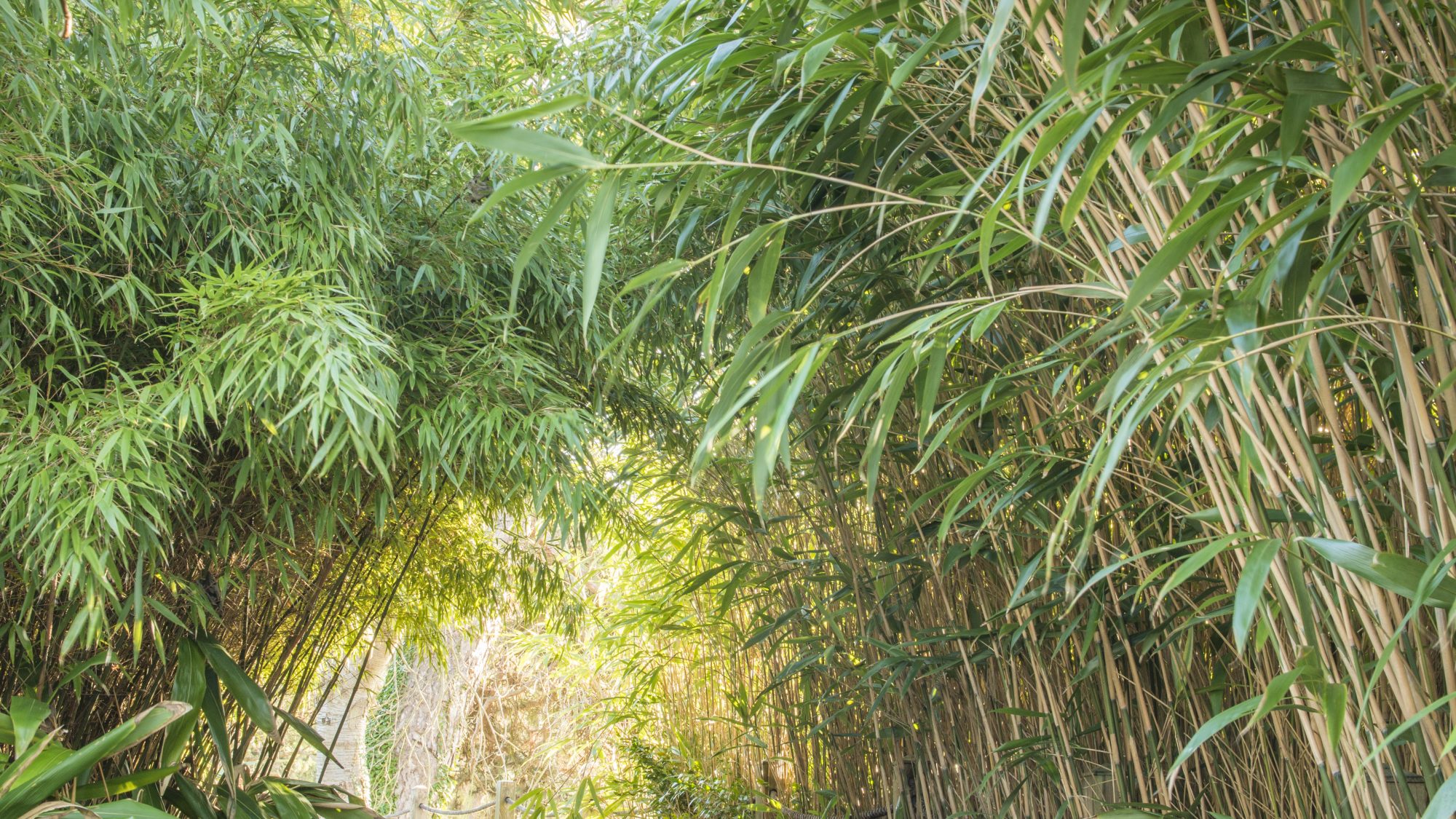 Bamboo creating an archway over a gravel path.