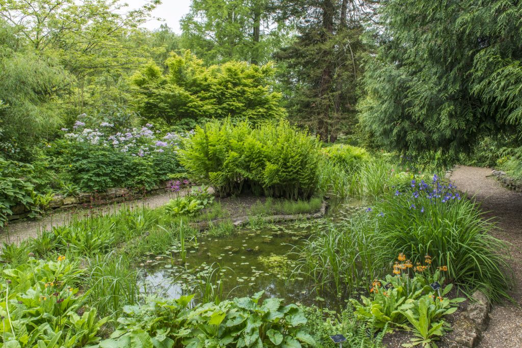 An oval pool surrounded by plants.