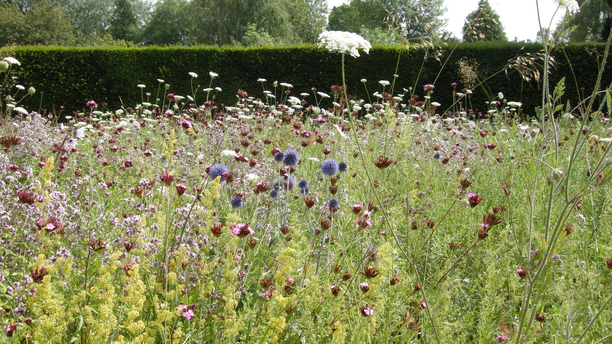 A meadow of drought-tolerant grasses and flowers.