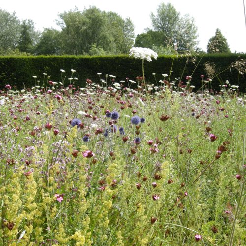 Dry Meadow