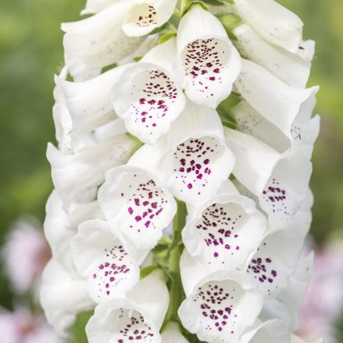 Foxglove
