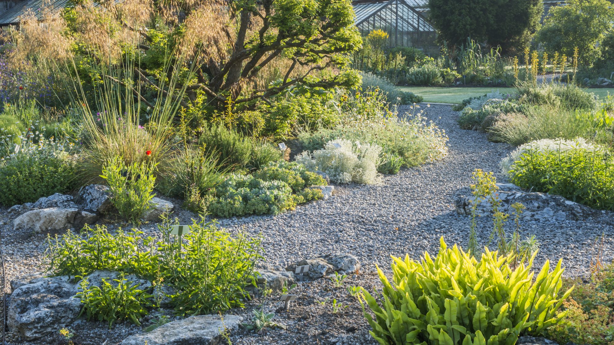 Mediterranean garden beds in early morning light.