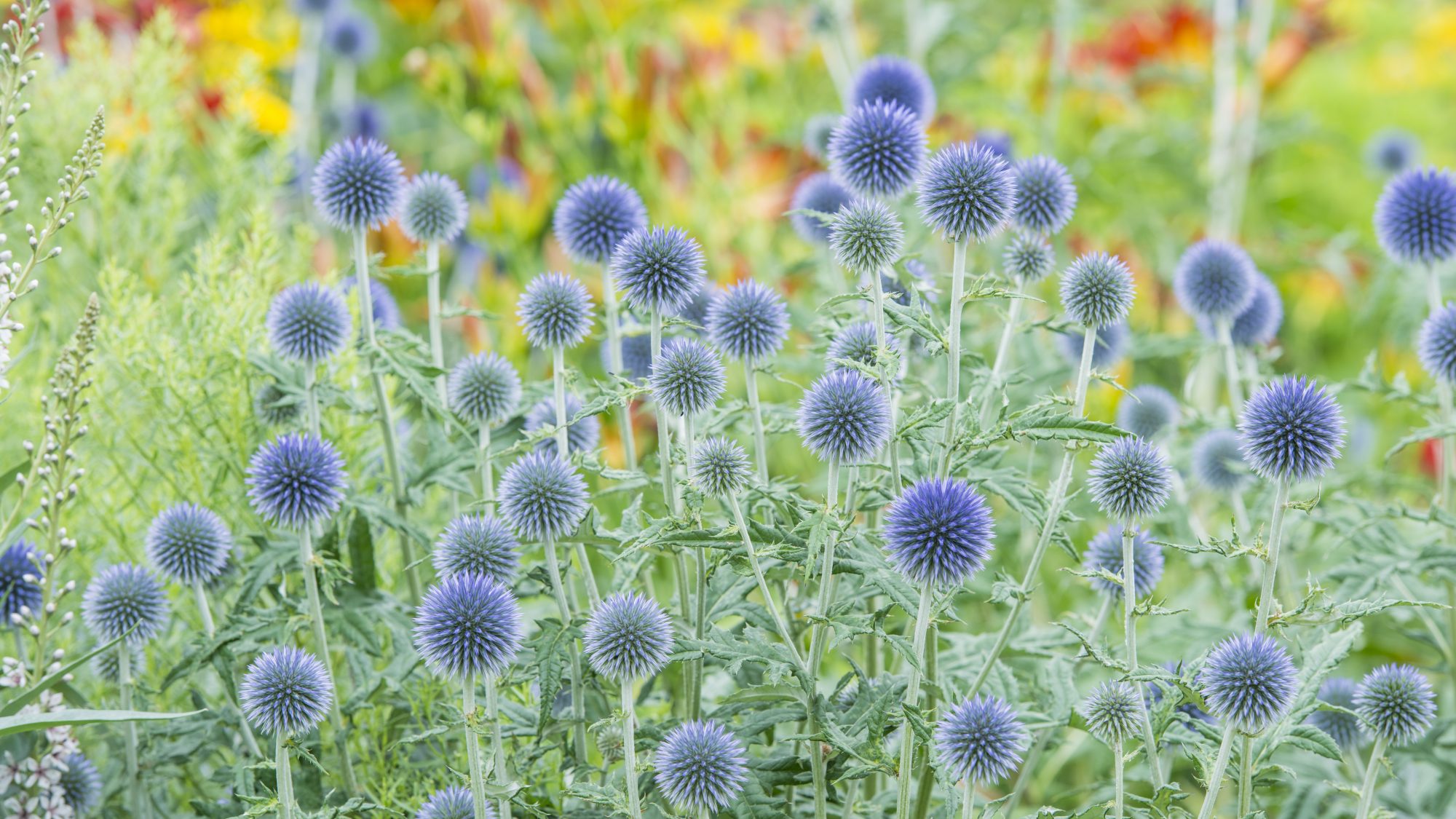 The blue spikey flowers of Echinops bannaticus 'Taplow Blue'.