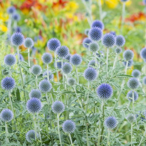 Herbaceous Beds