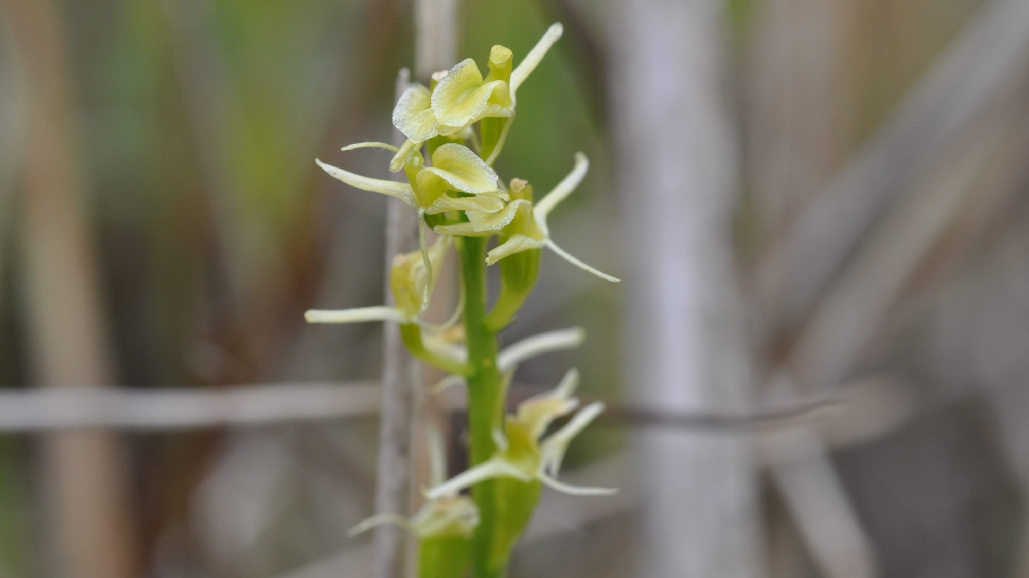 A light-green plant with small cream flowers.