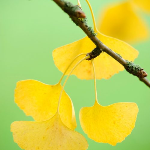 Maidenhair Tree