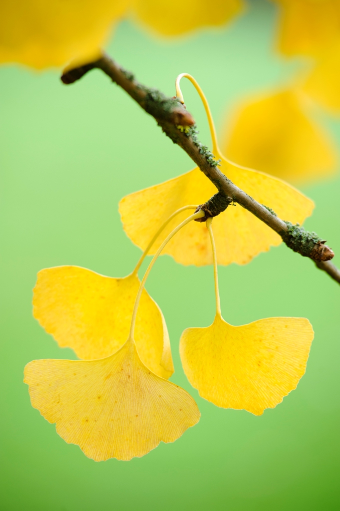 The yellow fan-shaped leaves of the Ginkgo tree.