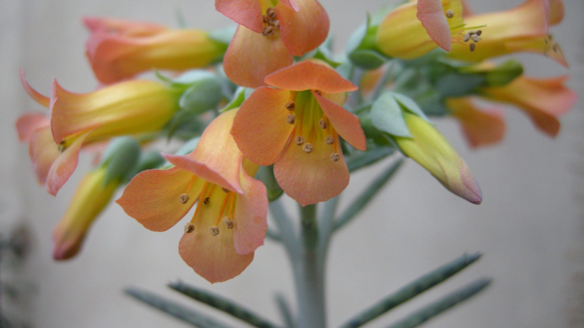 Small and conical orange flowers.