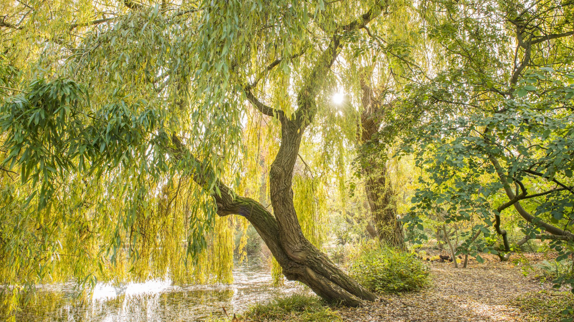 A view of the lake from under a willow tree.