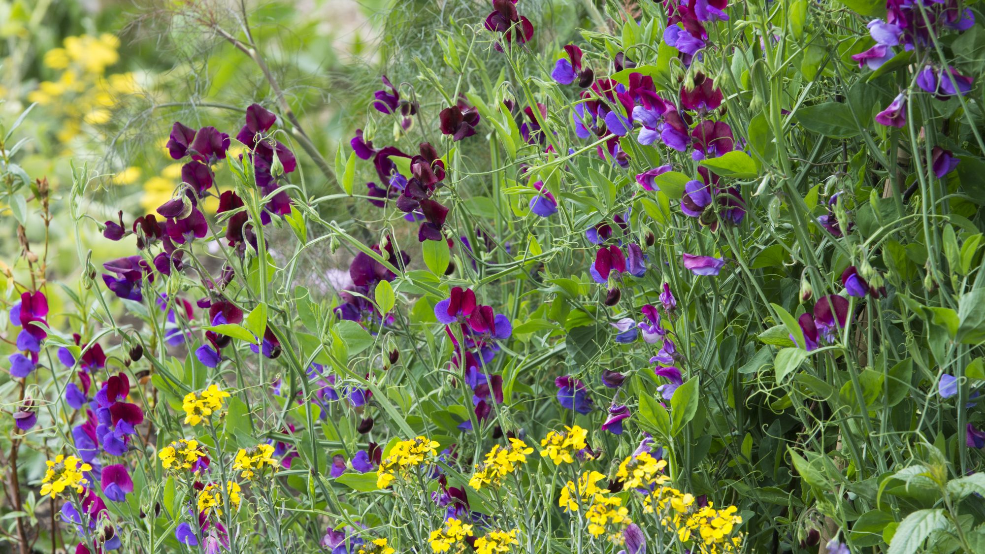 Sweet peas in their full summer glory on the Chronological beds. 