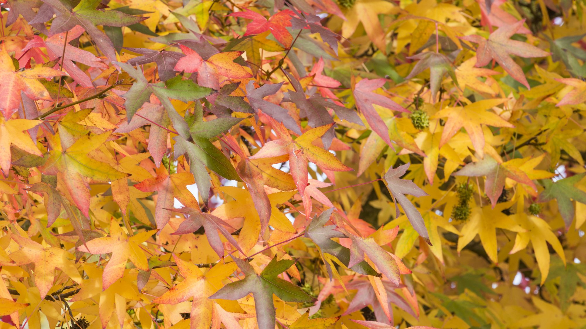 Orange leaves of the Liquidambar orientalis.