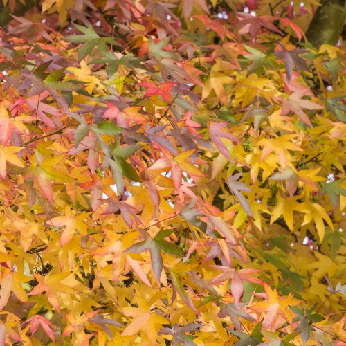 Autumn Garden