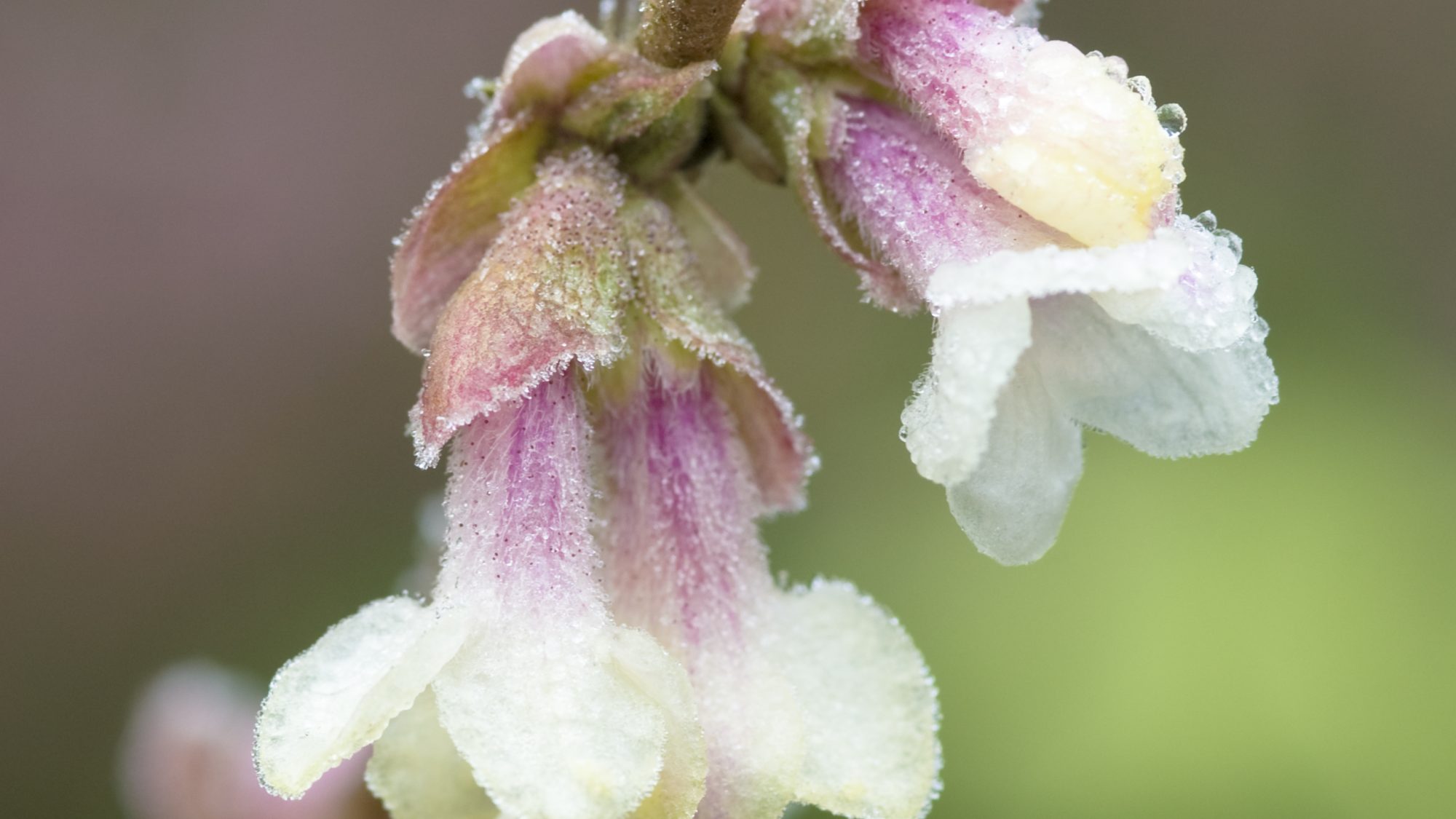Small whitey-pink honeysuckle flowers.