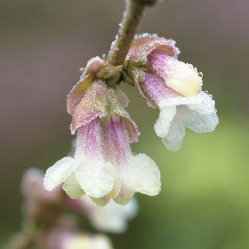 Lonicera (shrubby species and primary hybrids)