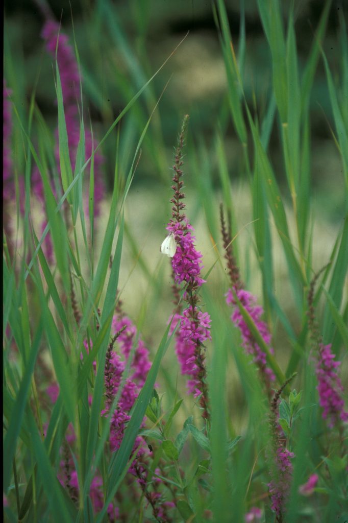 Lythrum salicaria, purple glowers in tall grass with a white butterfly.
