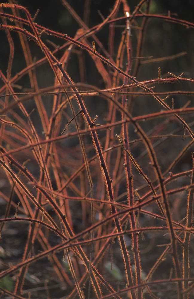 Intertwining brambles.