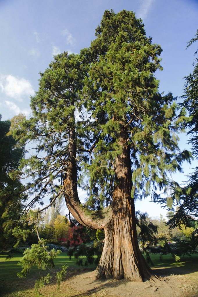 Sequoiadendron giganteum on the main walk. 