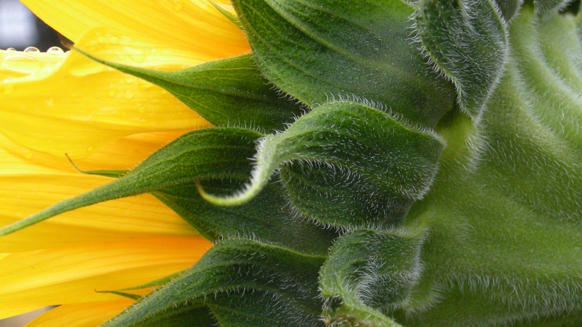 The back of a sunflower.
