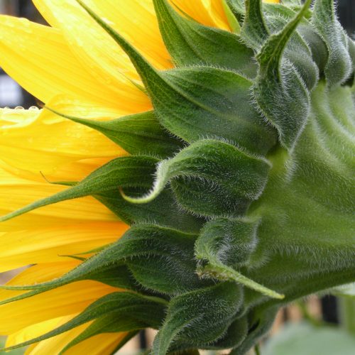 Understanding Plants